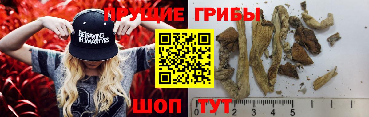 закладка  Галлюциногенные грибы ЛСД  Шадринск  Вход с VPN  Псилоцибиновые грибы GOLDEN TEACHER 